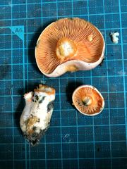 Lactarius akahatsu