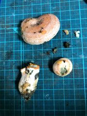 Lactarius akahatsu