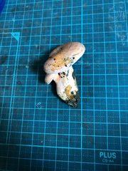 Lactarius akahatsu