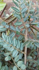 Indigofera lyallii