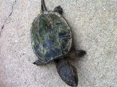 Chelydra serpentina