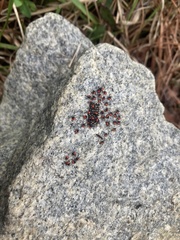 Euthyrhynchus floridanus