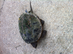 Chelydra serpentina