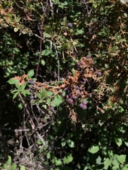 Berberis actinacantha