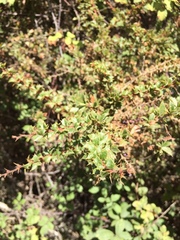 Berberis actinacantha