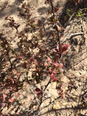 Berberis actinacantha
