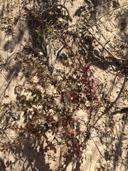 Berberis actinacantha