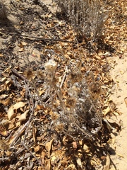 Pseudognaphalium viravira