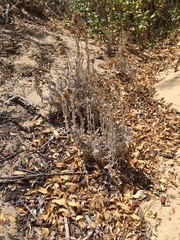 Pseudognaphalium viravira