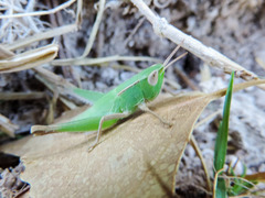 Dichromorpha prominula