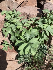 Hydrophyllum alpestre