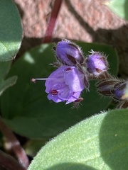 Hydrophyllum alpestre