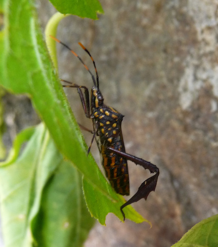 Citron Bug