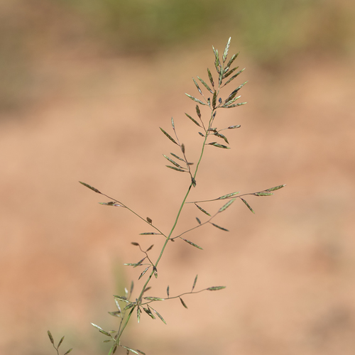 Eragrostis barrelieri