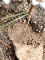 Romulea columnae