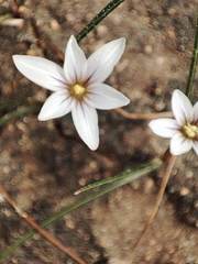 Romulea columnae