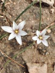 Romulea columnae