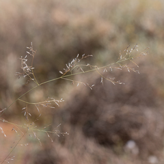 Eragrostis parviflora