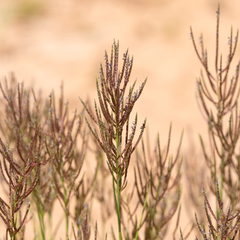 Eragrostis pergracilis