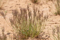 Eragrostis pergracilis