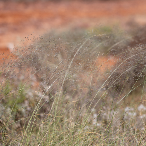 Weeping love-grass (Eragrostis parviflora)