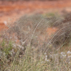Eragrostis parviflora