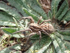 Lycosa tarantula