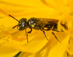 Hylaeus asperithorax