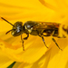 Rough-thorax Masked Bee - Photo (c) Rhonda Billington, some rights reserved (CC BY-NC), uploaded by Rhonda Billington