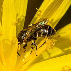 Hylaeus asperithorax