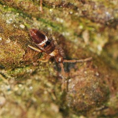 Entomobrya clitellaria