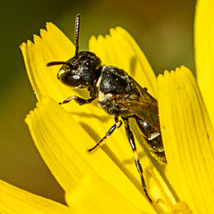 Hylaeus asperithorax