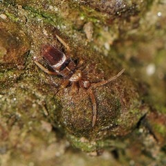 Entomobrya clitellaria