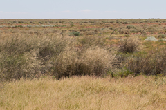 Eragrostis australasica