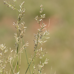 Eragrostis setifolia