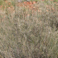Eragrostis australasica