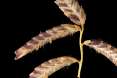 Eragrostis laniflora