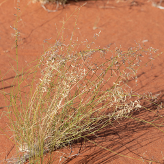 Eragrostis laniflora