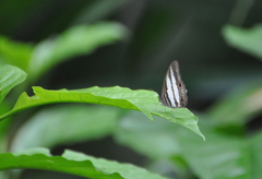 Pareuptychia hesionides