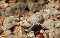 Cibolacris parviceps