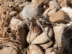 Lycosa tarantula