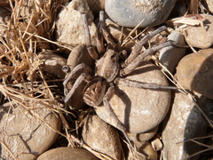 Lycosa tarantula