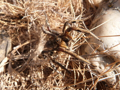 Lycosa tarantula