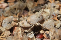 Cibolacris parviceps