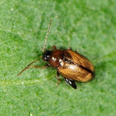 Psylliodes affinis