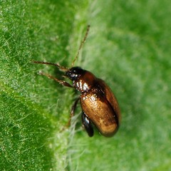 Psylliodes affinis