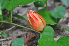 Passiflora coccinea