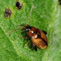 Psylliodes affinis