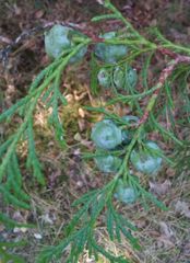 Cupressus pendula