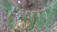 Cupressus pendula